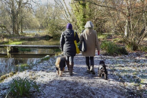Two people walking in a winter garden with their dogs